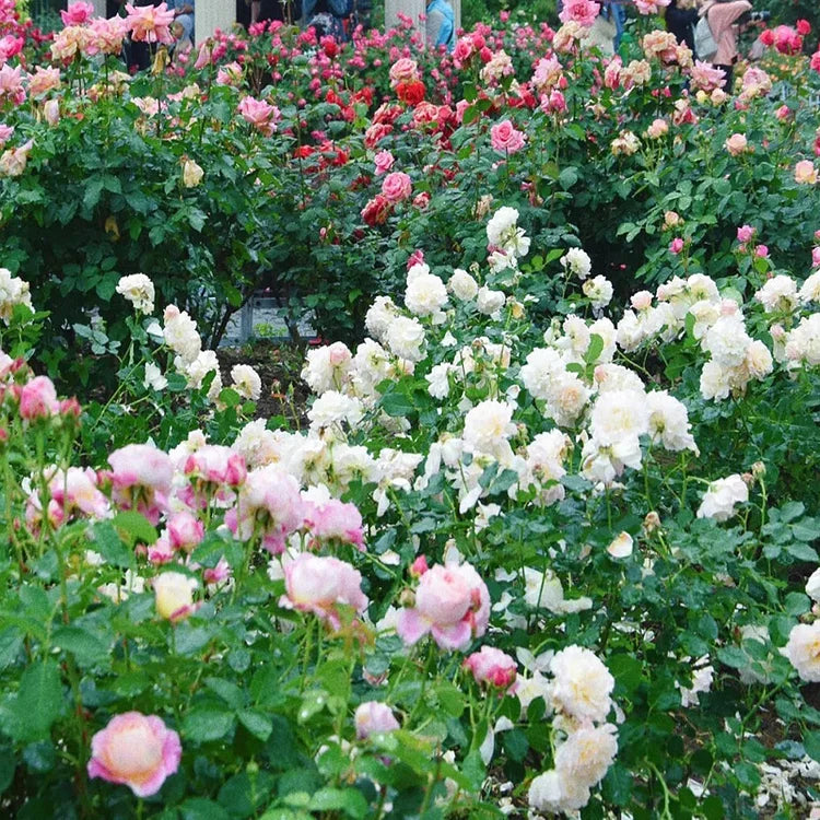 Mixed Color Climbing Roses Seeds
